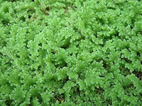 Gray Crested Fern Plant Seeds for Planting -heirloom & Non GMO Seeds