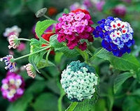 Lantana Mix Flower Seeds for Garden Planting - NON GMO Seeds for planting in home garden
