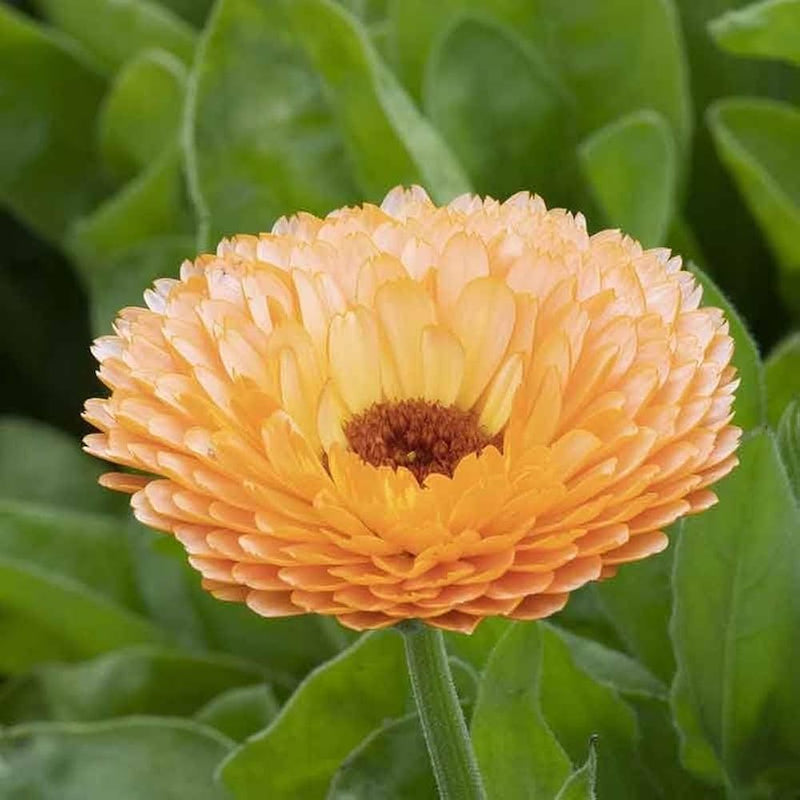 Calendula Marigold Flower Seeds, Heirloom, Non-GMO Bright Blooms for Home Gardens