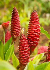 Heirloom Non-GMO Ginger Flower Seeds for Garden Planting ƒ?? Rare Exotic Blooms Variety