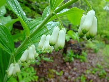 Organic White Solomon's Flower Seeds for Planting – Heirloom, Non-GMO