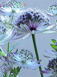 Organic Blue Astrantia Flower Seeds for Planting – Heirloom, Non-GMO for planting in your garden.