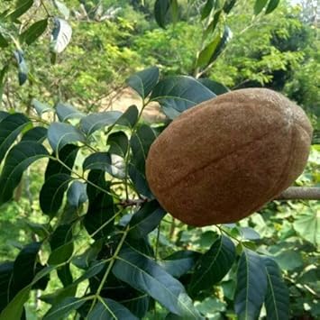 Khaya Senegalensis seeds for planting in home garden