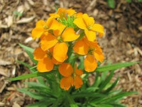 Orange Siberian Flower Seeds for Planting - 100 Pcs pcs