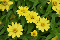 Yellow Profusion Flower Seeds for Planting - 100 pcs for planting in your garden.