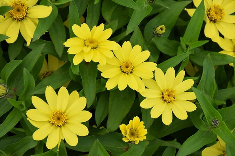 Yellow Profusion Flower Seeds for Planting - 100 pcs for planting in your garden.