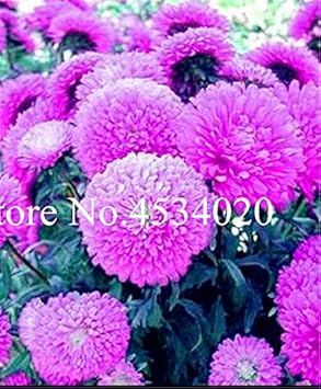 Heirloom Non-GMO Mixed Chinese Aster Flower Seeds for Planting â€“ Vibrant Colorful Garden Blooms