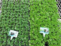 Celery (Apium graveolens) Seeds for Planting ? Heirloom, Non-GMO Green
