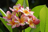 Heirloom Non-GMO Pink Yellow Egg Flower Seeds for Planting ƒ?? Unique Colorful Blooms for planting in your garden.