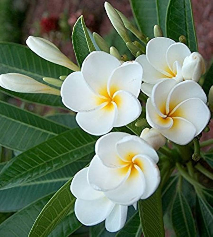 White Egg Flower Seeds for Garden Planting – Heirloom, Non-GMO Bright Bloom Variety