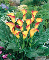 Calla Flower Seeds Red Yellow for Planting, NON GMO Seeds