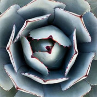 Green Agave Parryi Planting Seeds for Garden NON GMO Seeds for planting in home garden