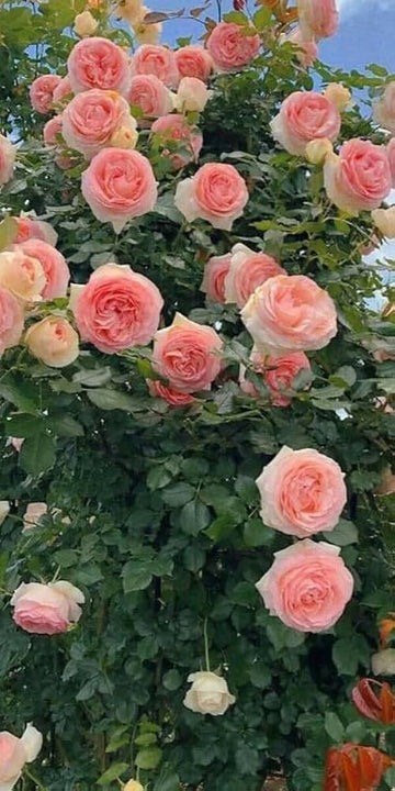 Peach Climbing Rose Plant Seeds Non-GMO Heirloom Garden Seeds for Planting Beautiful Flowers for planting in home garden