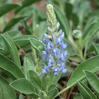 Sky Blue Lupine Flower Seeds for Planting - NON GMO Seeds