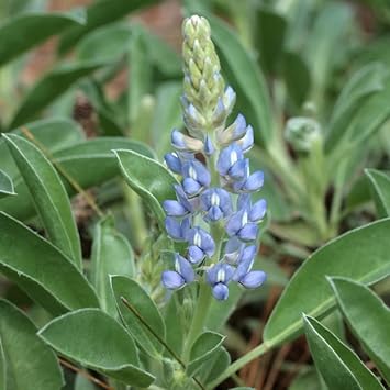Sky Blue Lupine Flower Seeds for Planting - NON GMO Seeds seeds for planting in home garden