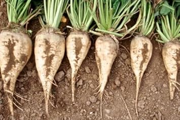 White Sugar Beet Vegetable Seeds for Planting, heirloom & Non-GMO Seeds