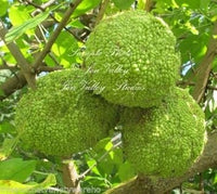 Osage orange Maclura pomifera fruit seeds