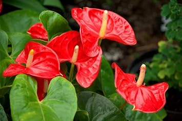 Anthurium Flower Seeds for Planting, Heirloom, Non-GMO, 100 pcs