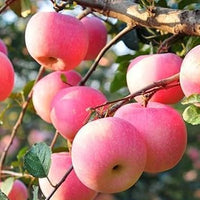 Green Lasiacantha Fruit Seeds - A Unique and Nutritious Fruit for Your Garden 100 Pcs pcs