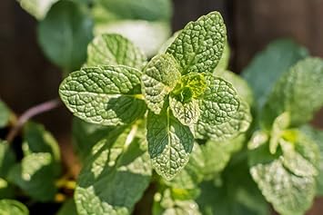 Mint Mentha Seeds for Planting - 100 Pcs pcs