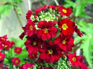 Primula Malacoides Red Flower Seeds ƒ?? Heirloom Non-GMO Seeds for Garden Planting