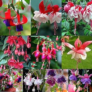100 Pcs