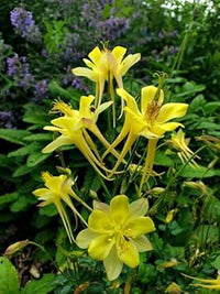 Akelei Pflanze Flower Seeds for Planting - NON GMO Seeds