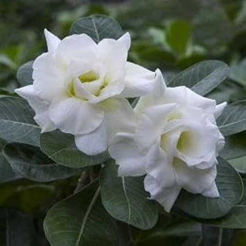 Organic Heirloom White Adenium Obesum Flower Seeds ƒ?? Non-GMO Desert Rose Seeds for Planting