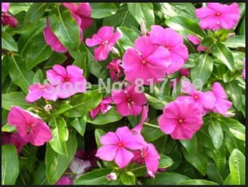 100 Pcs