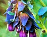 Blue Cerinthe Flower Seeds for Planting - 100 pcs for planting in your garden.