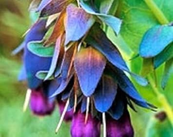 Blue Cerinthe Flower Seeds for Planting - 100 pcs for planting in your garden.