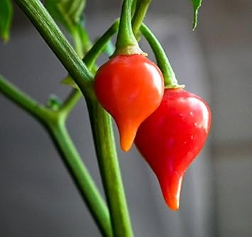Chupetinha Pepper Capsicum chinense seeds for garden planting