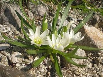 White Nevadensis Flower Seeds for Planting - 100 pcs seeds for planting in home garden