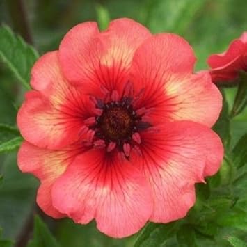 Red Willmott Flower Seeds for Planting, NON GMO Seeds seeds for planting in home garden