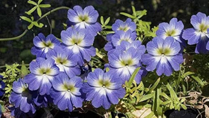 Blue Nasturtium Flower Seeds â€“ Heirloom, Non-GMO Flower Seeds for Planting