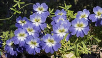 Blue Nasturtium Flower Seeds â€“ Heirloom, Non-GMO Flower Seeds for Planting