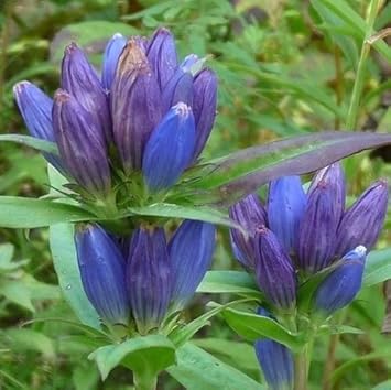 100 Pcs