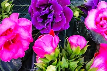 White Gloxinia Seeds for Planting for planting in home garden