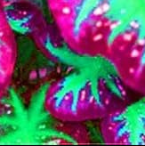 Caladium Pink Mix Flower Seeds for Planting NON GMO Seeds for planting in home garden