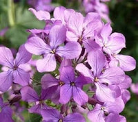 Night Scented Stock Seeds for Planting, Matthiola Variety, 100 pcs for planting in your garden.