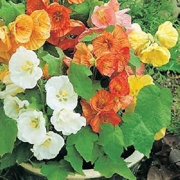 Abutilon Flower Seeds for Planting, 100 Pcs pcs