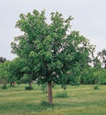 Aesculus Pavia Plant Seeds for Planting, 100 pcs