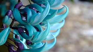 Organic Sky Blue Endangered Jade Flower Seeds for Planting – Heirloom, Non-GMO
