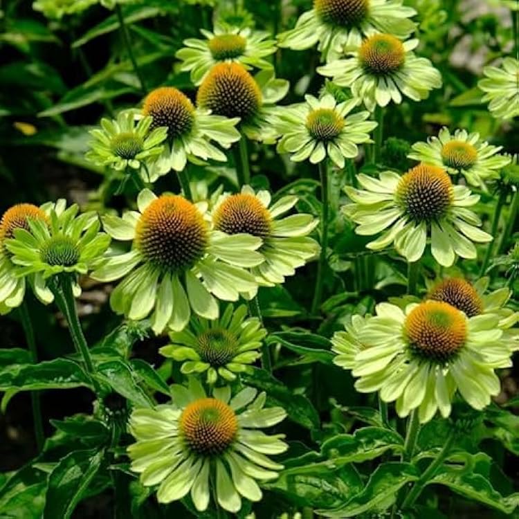 Coneflower Seeds Heirloom Non GMO Planting - 100 pcs