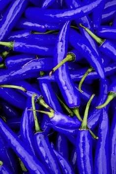 Sky Blue Pepper Capsicum annuum seeds for garden planting