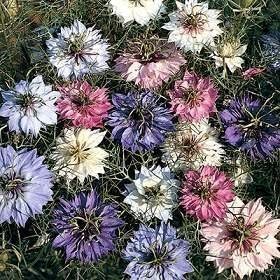 Mixed Nigella Damascena Flower Seeds for Planting ƒ?? Organic, Heirloom, Non-GMO Love-in-a-Mist for planting in your garden.