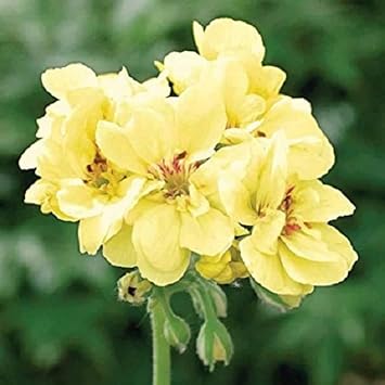 Heirloom (Heirloom scientific name) for planting in garden