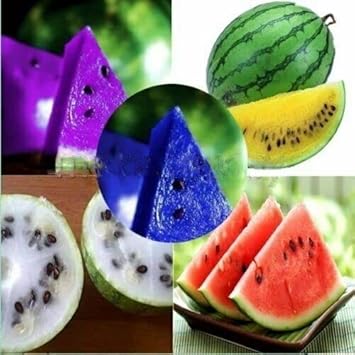 Multicolor watermelon Citrullus lanatus seeds for summer fruit garden