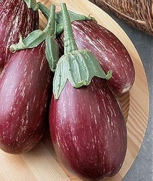 Red Eggplant Solanum melongena for planting in urban garden
