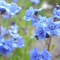 Blue Cynoglossum Flower Seeds for Planting NON GMO Seeds